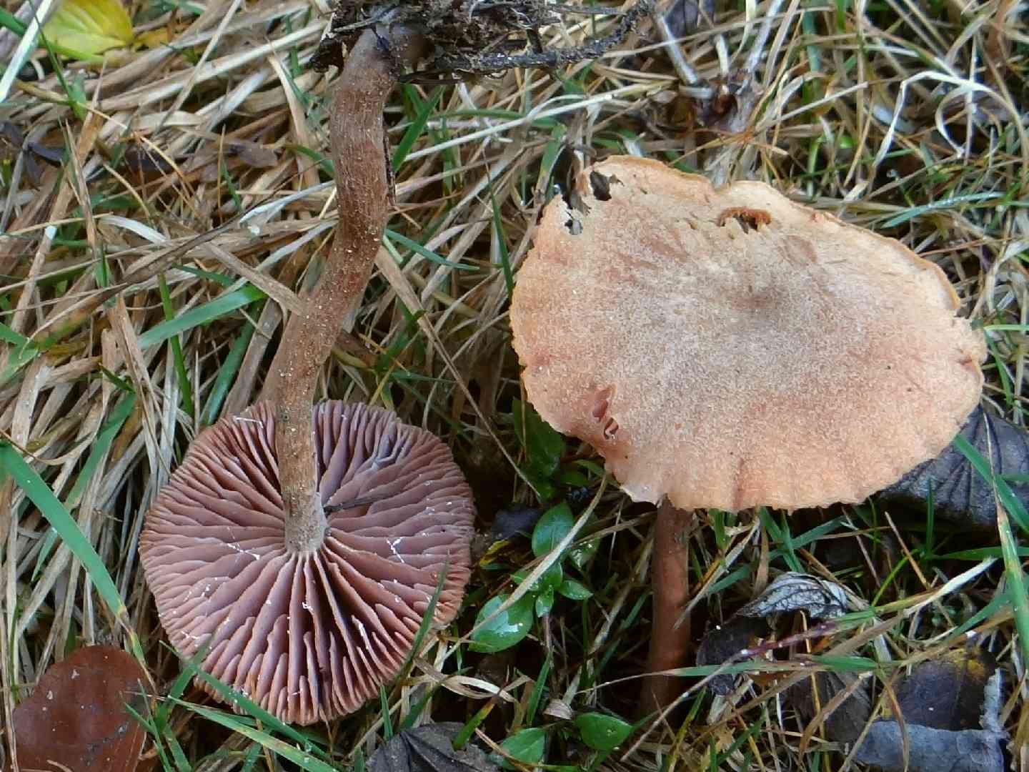 Bicolored deceiver (Laccaria bicolor) thumbnail 2