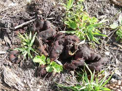 Doughnut fungus (Rhizina undulata) thumbnail 2
