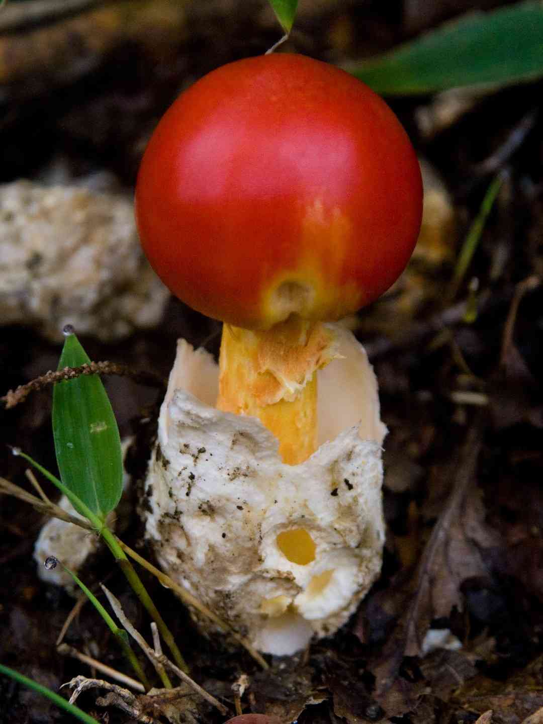 Half-dyed slender caesar (Amanita hemibapha) thumbnail 3