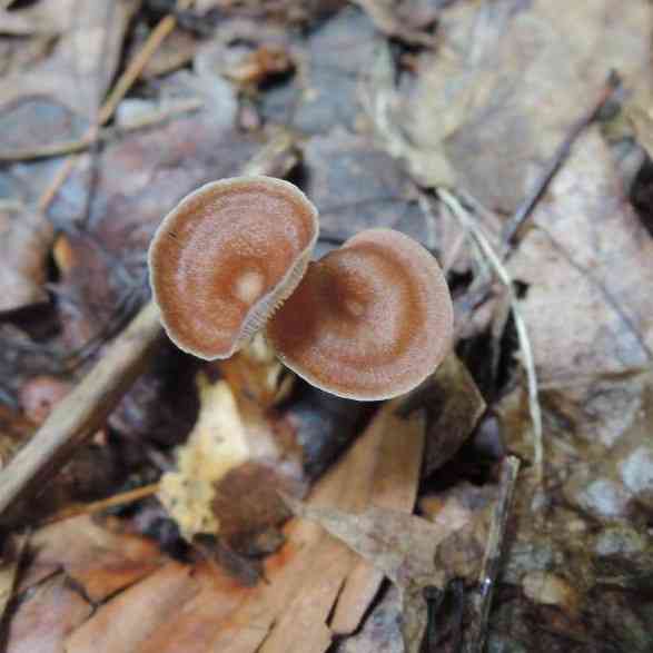 Gymnopus biformis