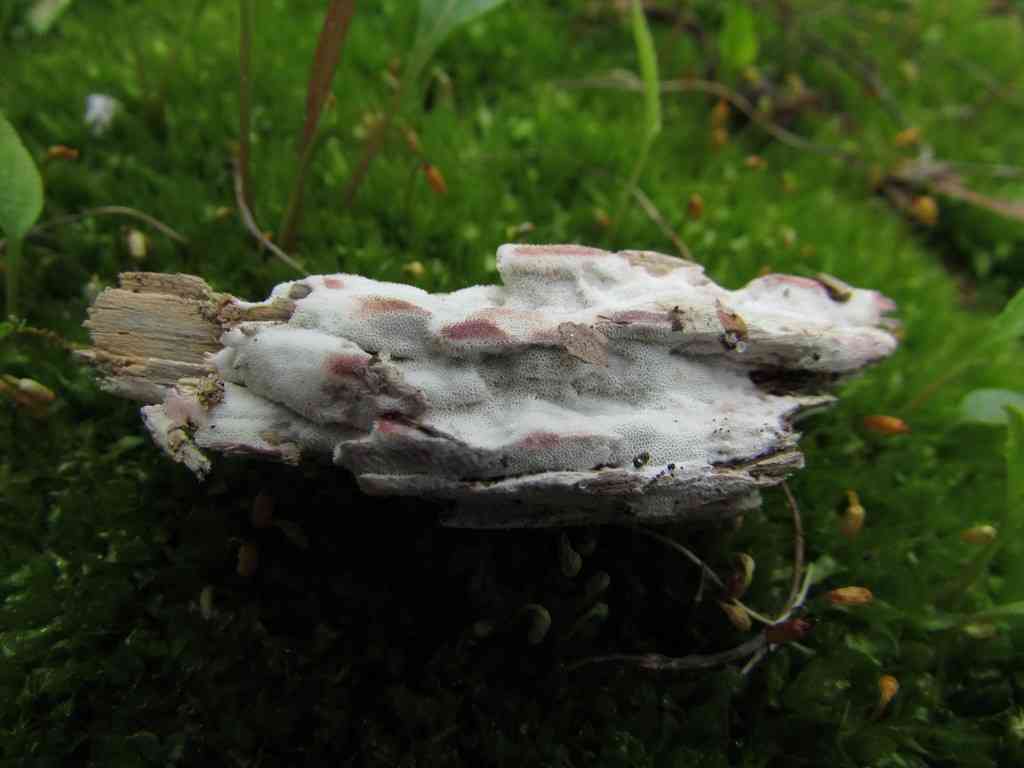 Ceriporia viridans (Ceriporia viridans) thumbnail 3