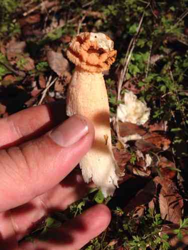 Stalked lattice stinkhorn (Lysurus periphragmoides) thumbnail 2