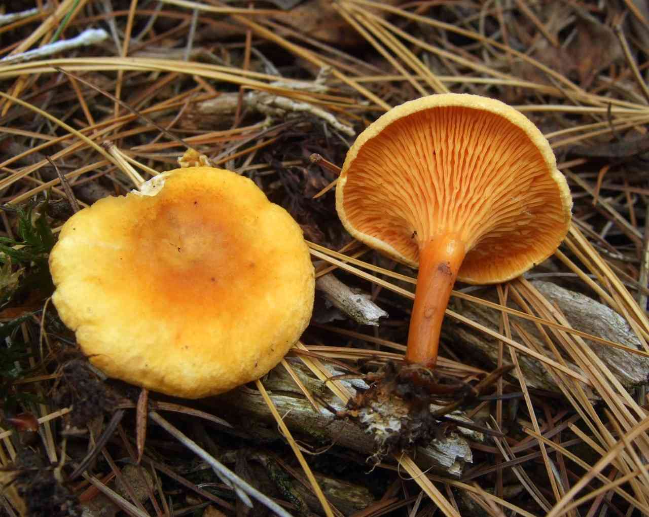 False chanterelle