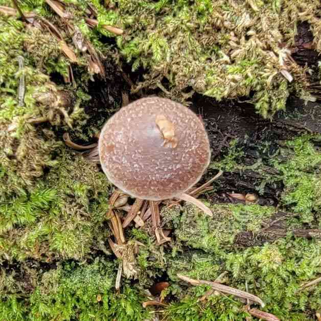 Pelargonium webcap (Cortinarius flexipes) thumbnail 1