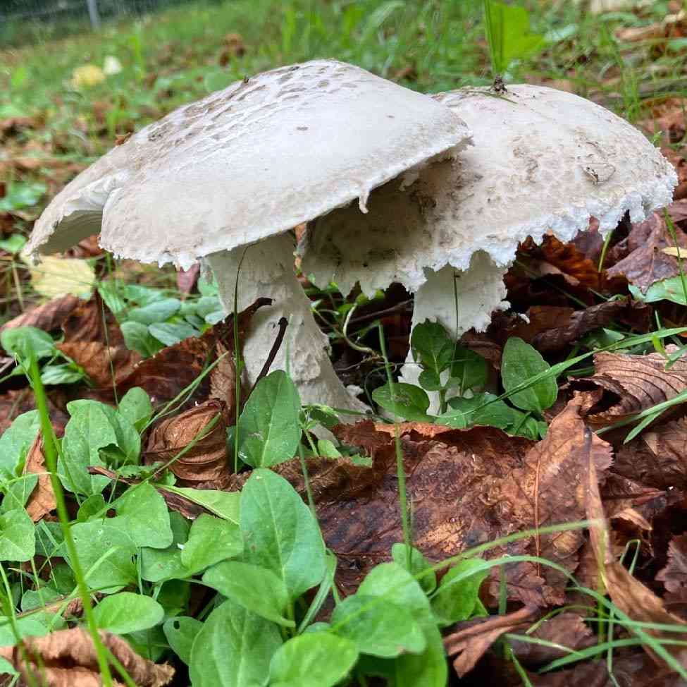 Warted amanita (Amanita strobiliformis) thumbnail 1