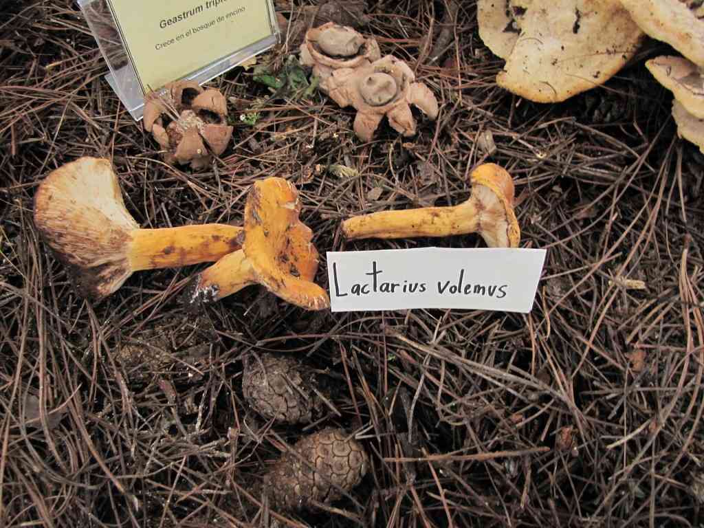 Weeping milk cap (Lactarius volemus) thumbnail 3
