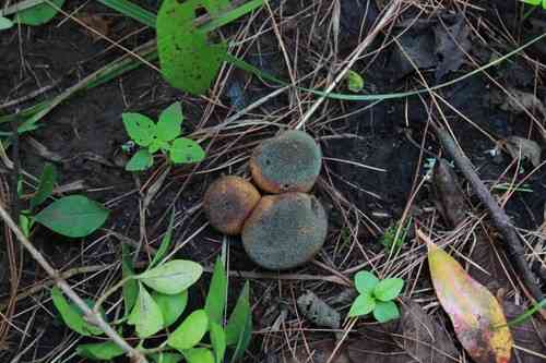 Common earthball (Scleroderma citrinum) thumbnail 2