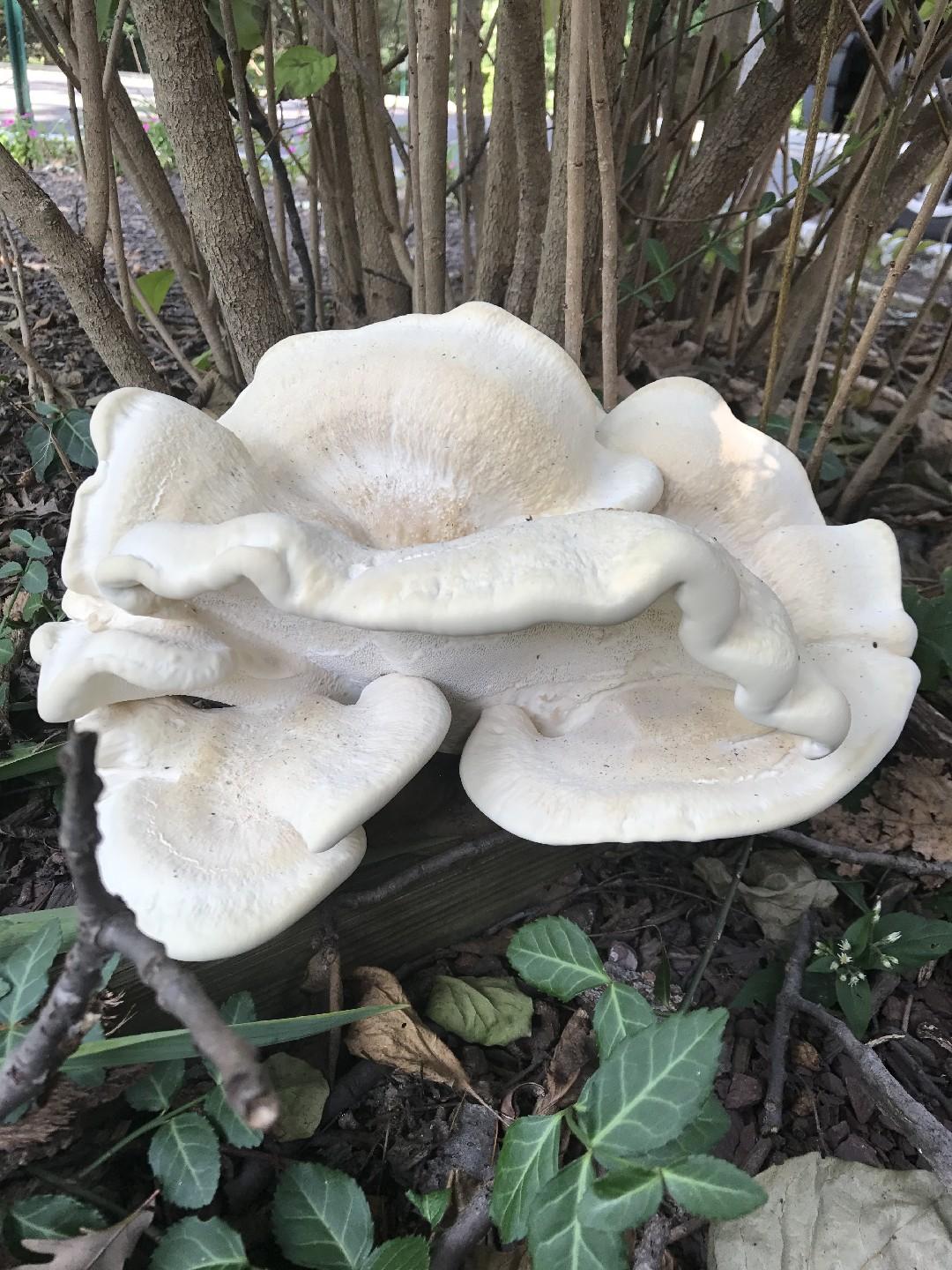 Berkeley's polypore