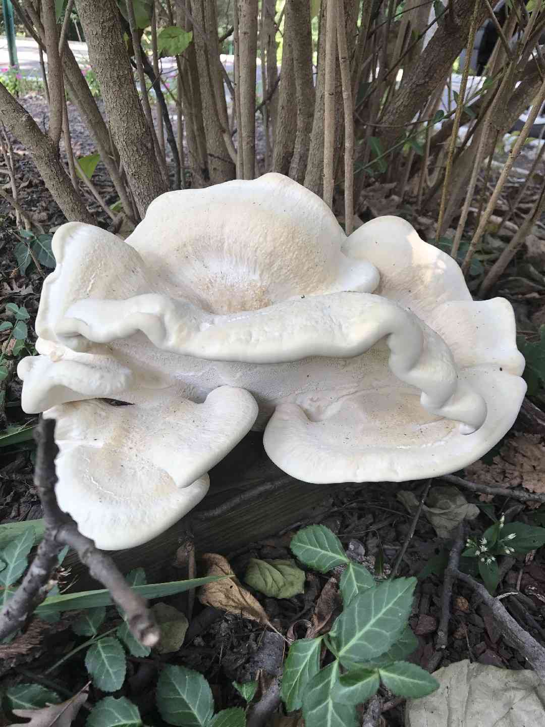 Berkeley's polypore (Bondarzewia berkeleyi) thumbnail 1