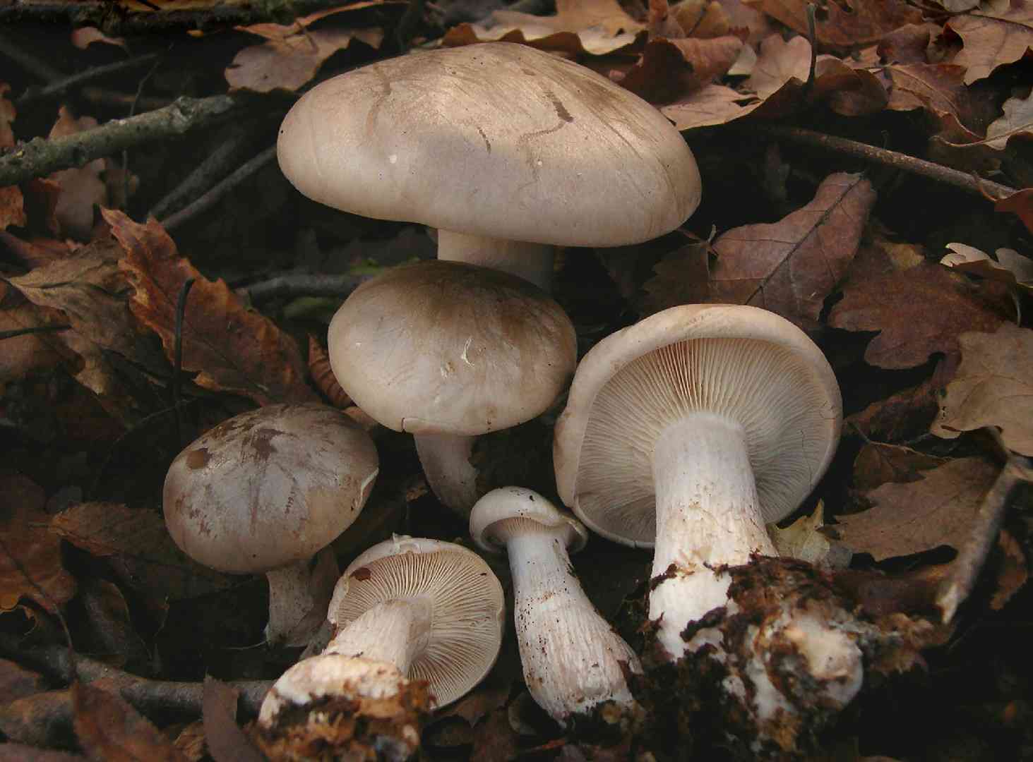 Clouded funnel (Clitocybe nebularis) thumbnail 1