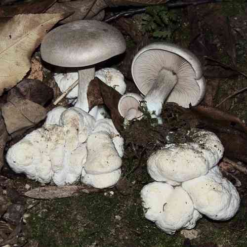 Aborted entoloma (Entoloma abortivum) thumbnail 1