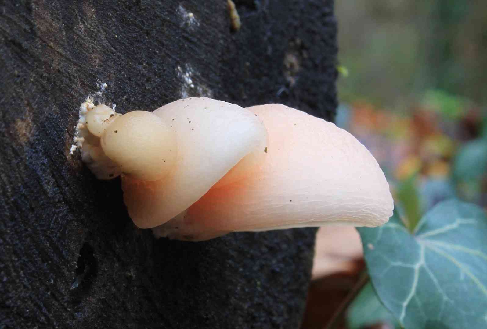 Netted rhodotus (Rhodotus palmatus) thumbnail 2