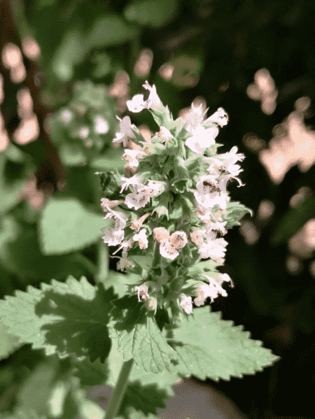 Catnip