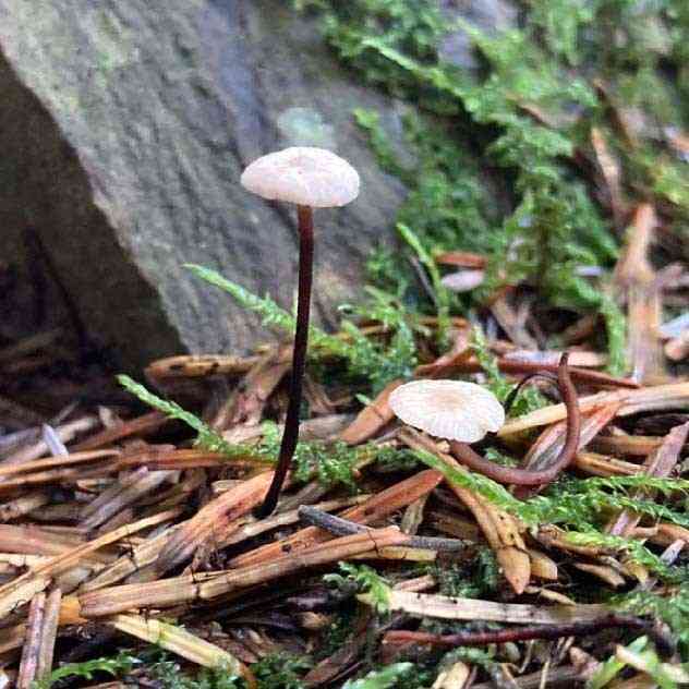 Stinking parachute (Gymnopus perforans) thumbnail 1