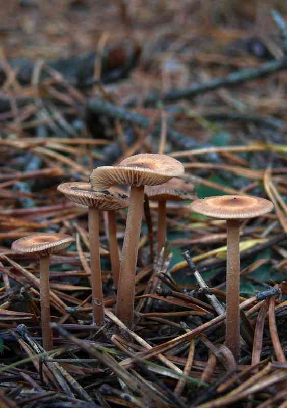 Pine toughshank (Gymnopus putillus) thumbnail 1