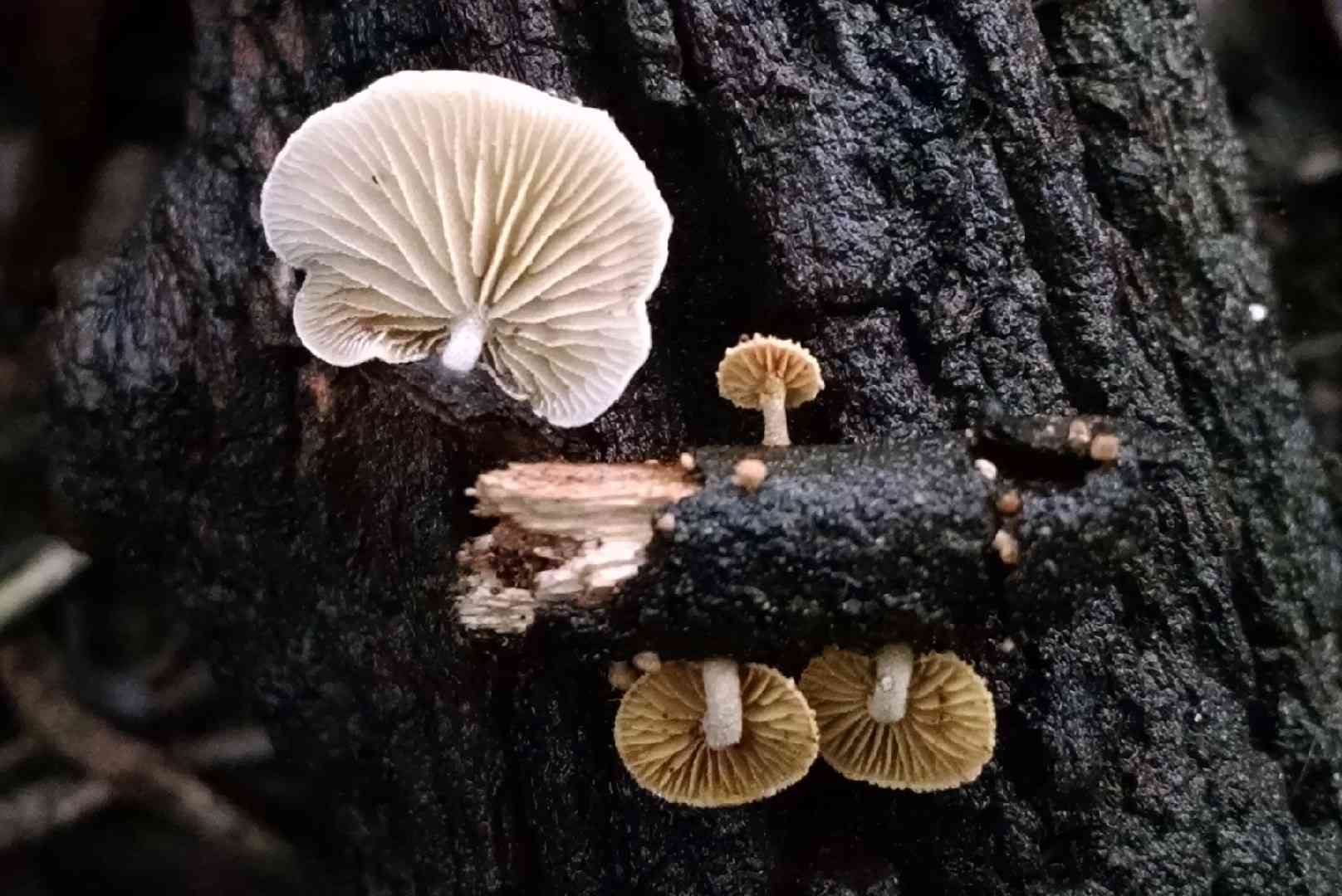 Simocybe haustellaris (Simocybe haustellaris) thumbnail 1