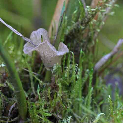 Arrhenia lobata (Arrhenia lobata) thumbnail 2