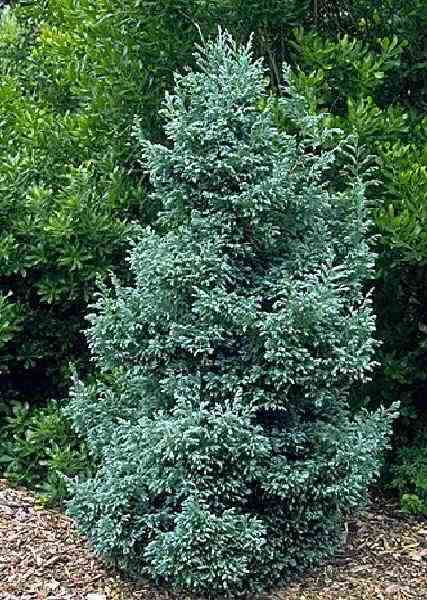 Sawara cypress