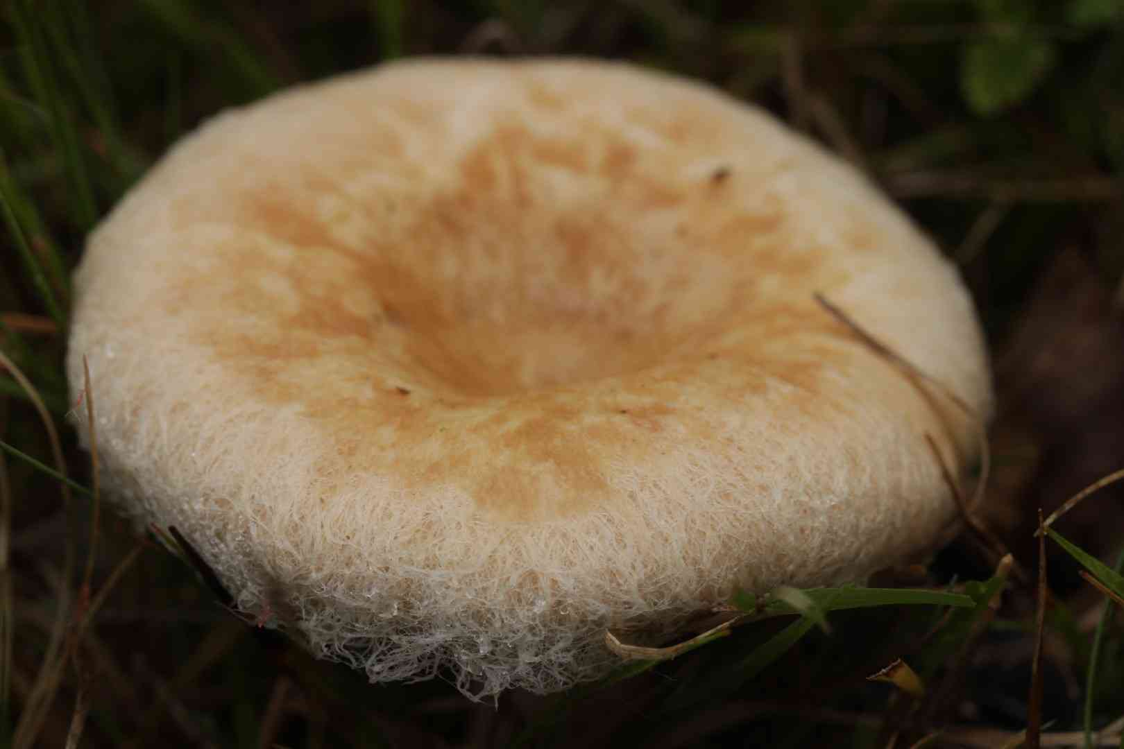 Bearded milkcap (Lactarius pubescens) thumbnail 3