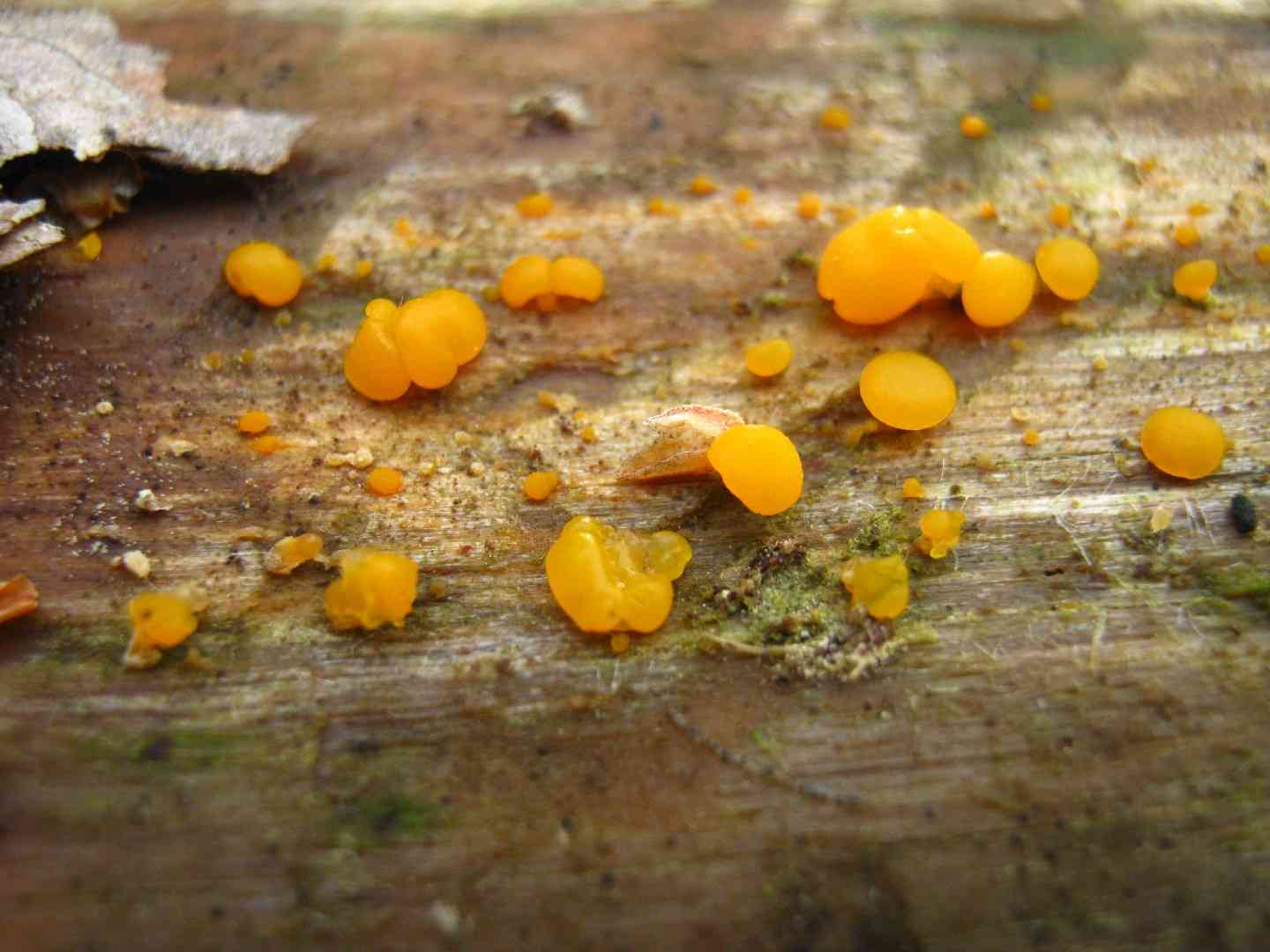 Common jelly spot