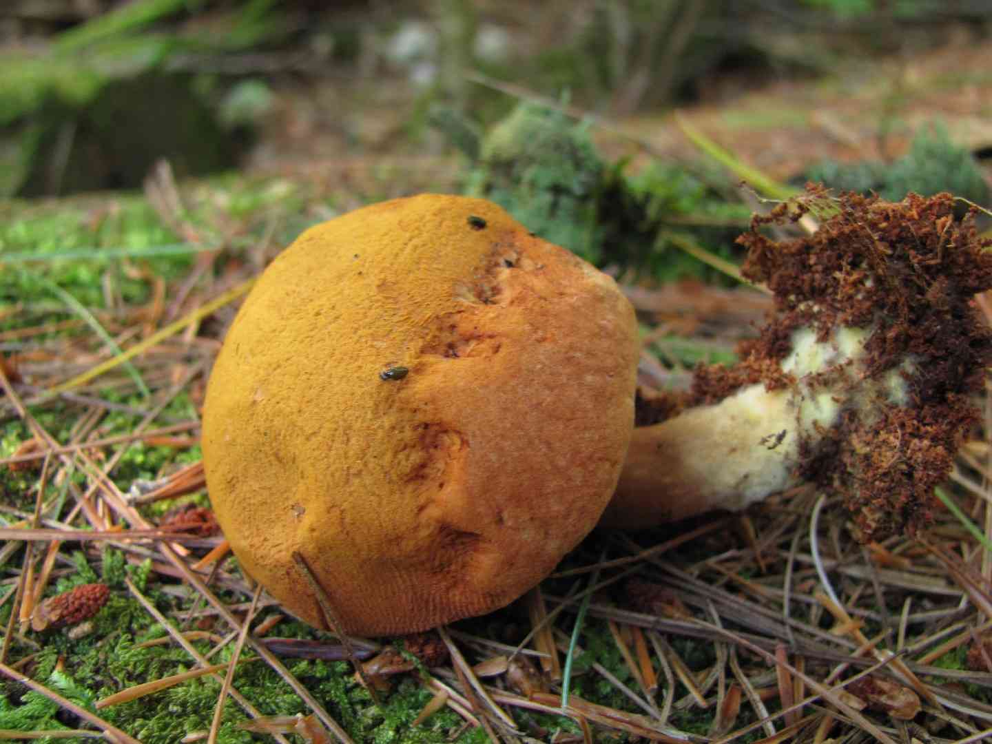 Wood bolete (Buchwaldoboletus lignicola) thumbnail 2