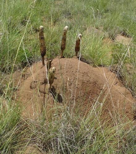 Desert shaggy mane thumbnail 2