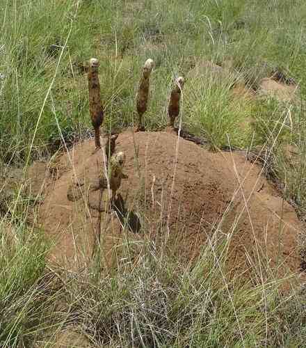 Desert shaggy mane (Podaxis pistillaris) thumbnail 2