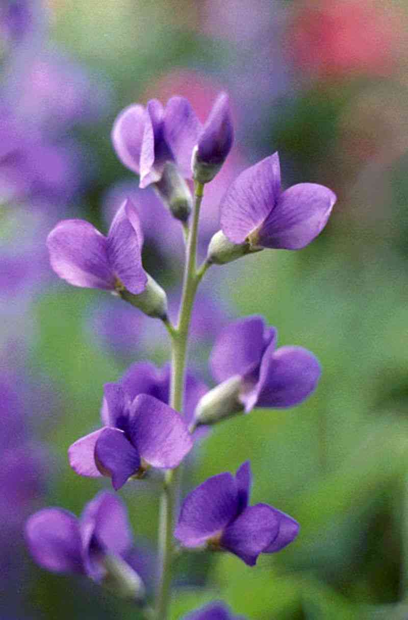 Blue wild indigo
