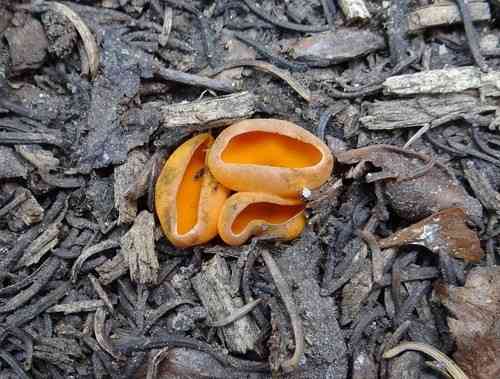 Spring orange peel fungus (Caloscypha fulgens) thumbnail 2