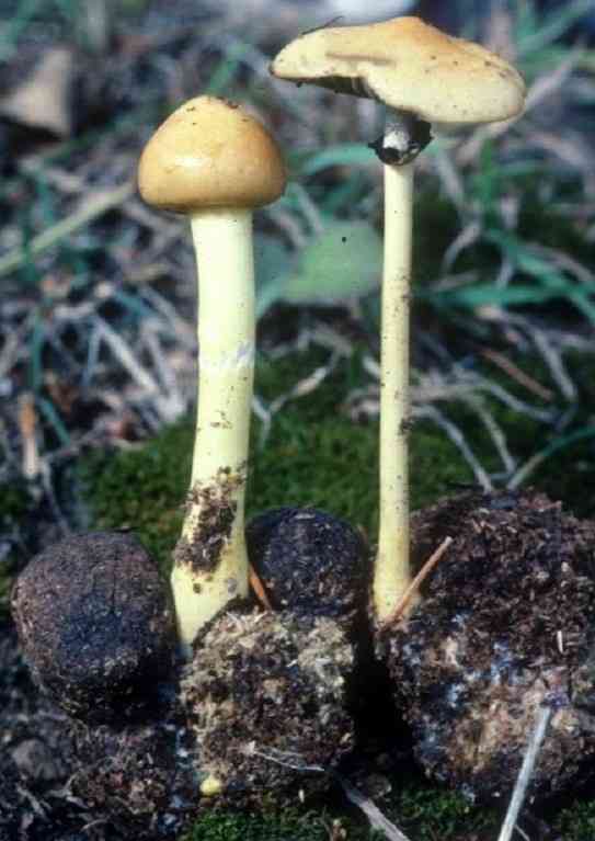 Protostropharia alcis (Protostropharia alcis) thumbnail 2