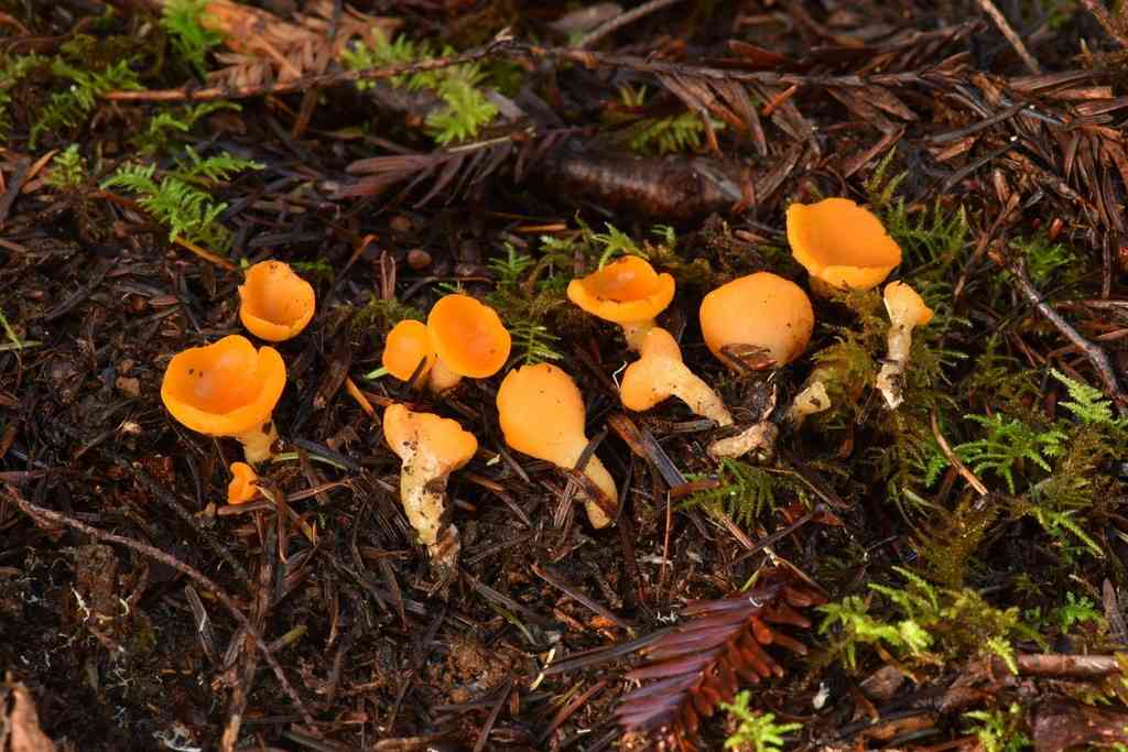 Stalked orange-peel fungus