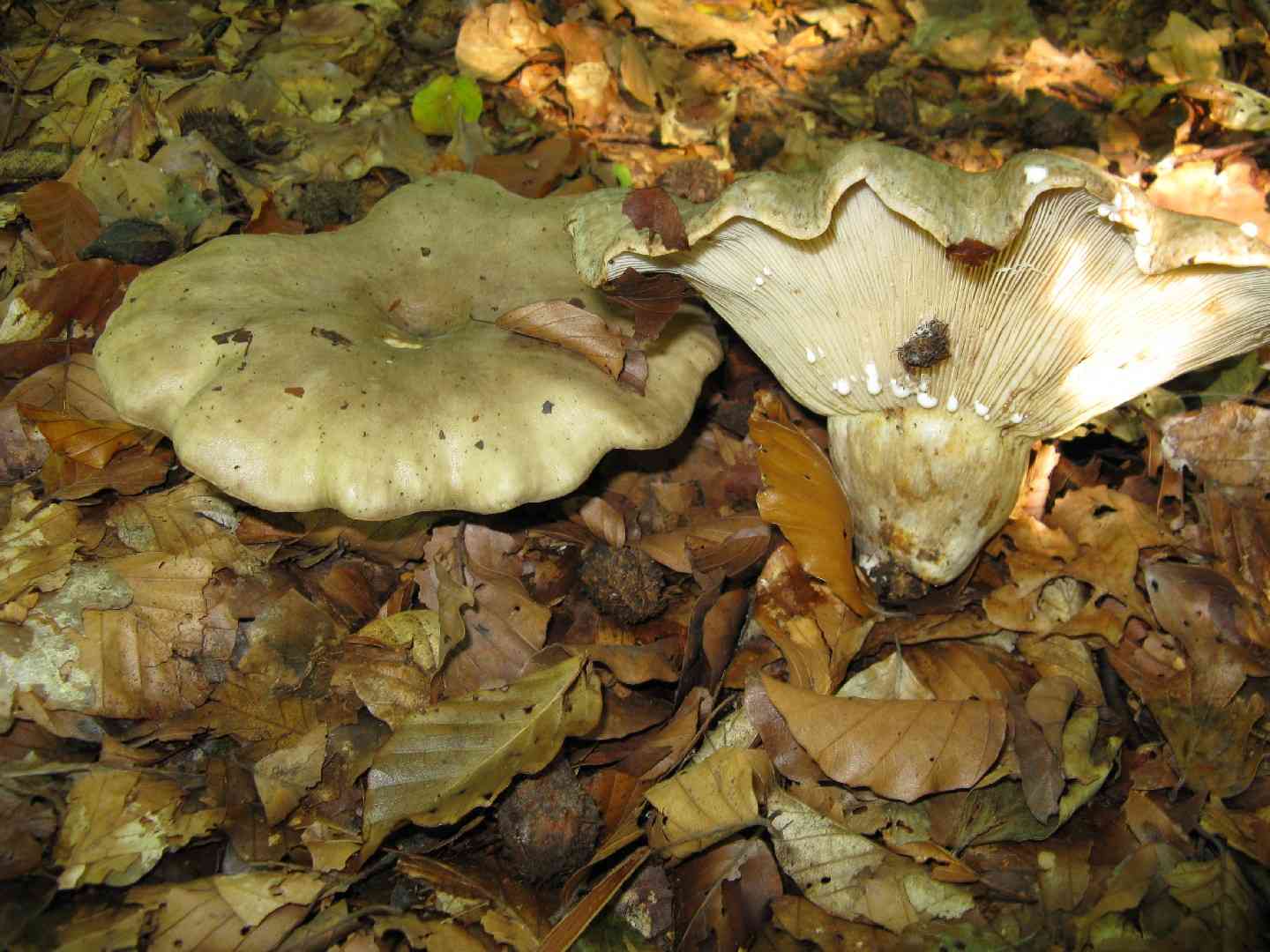 Fleecy milk-cap (Lactarius vellereus) thumbnail 3