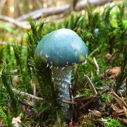 Verdigris roundhead