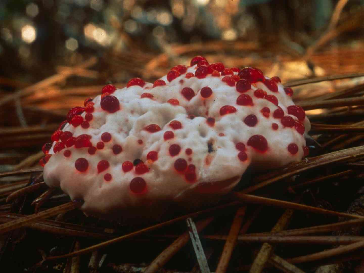 Devil's tooth (Hydnellum peckii) thumbnail 3