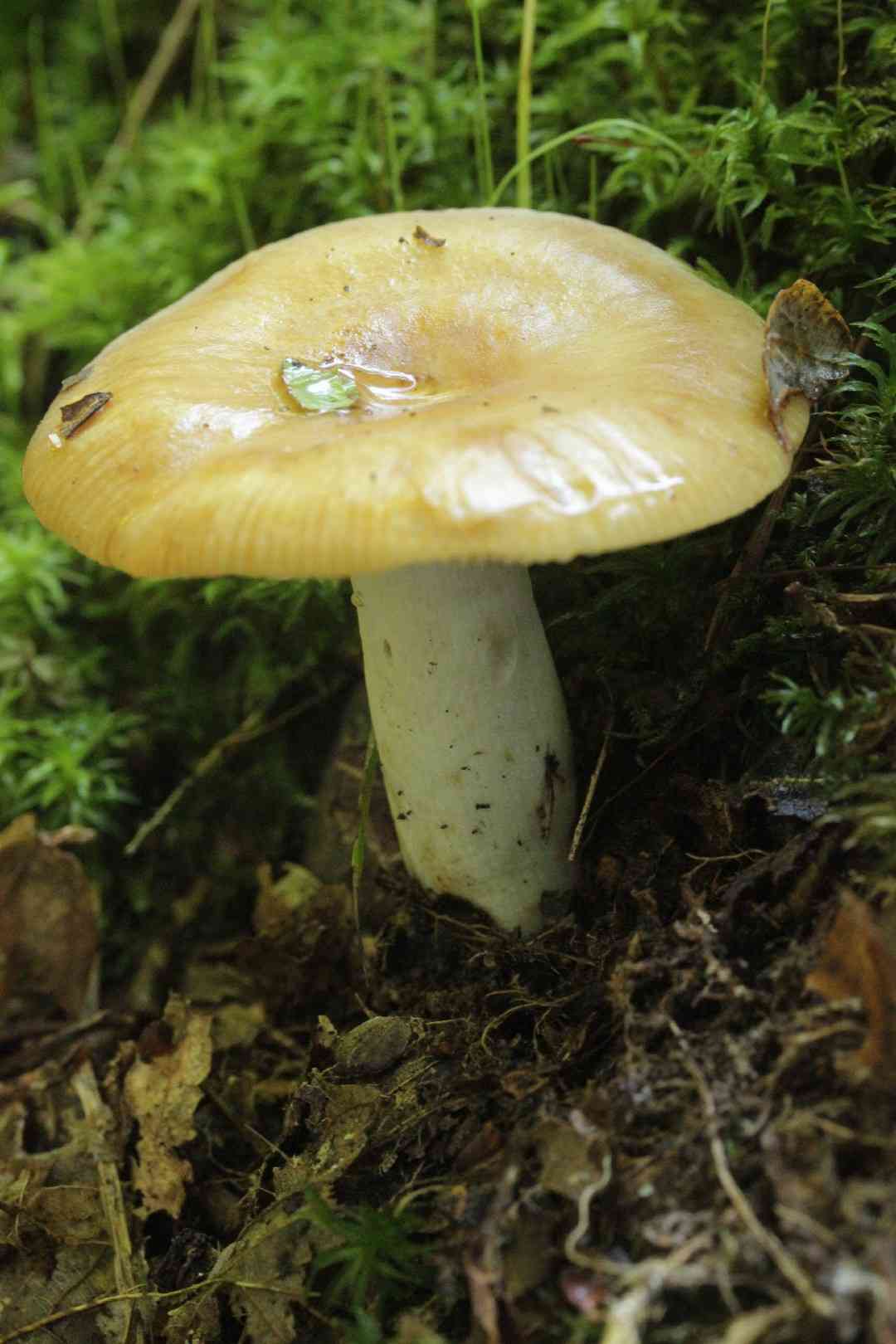 Bitter almond brittlegill (Russula grata) thumbnail 3