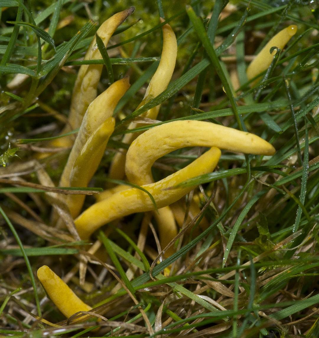 Yellow club