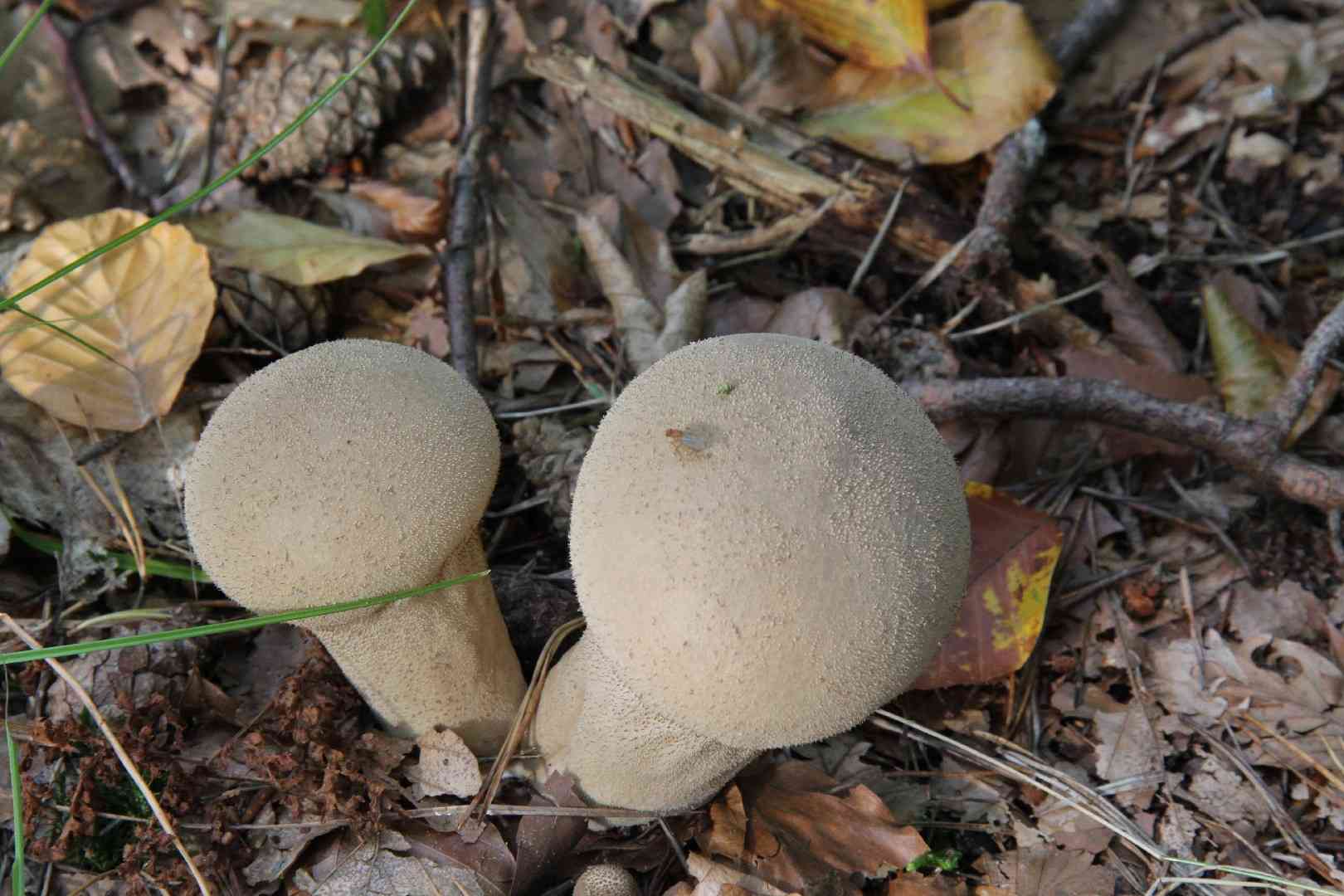 Pestle puffball (Lycoperdon excipuliforme) thumbnail 1