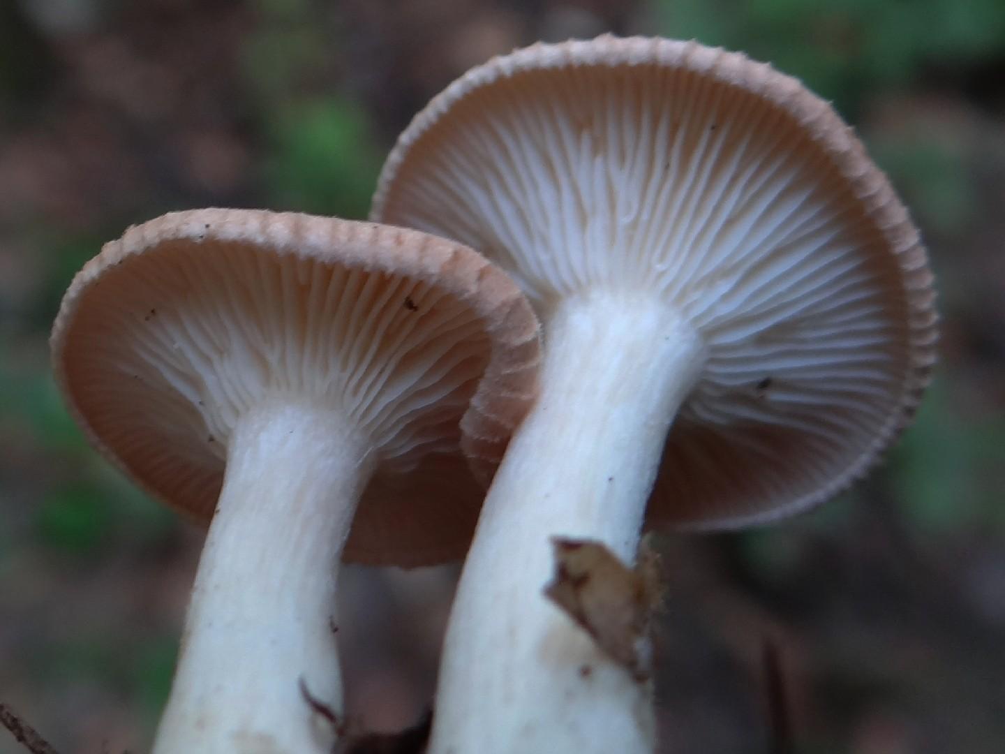 Clitocybe costata thumbnail 3