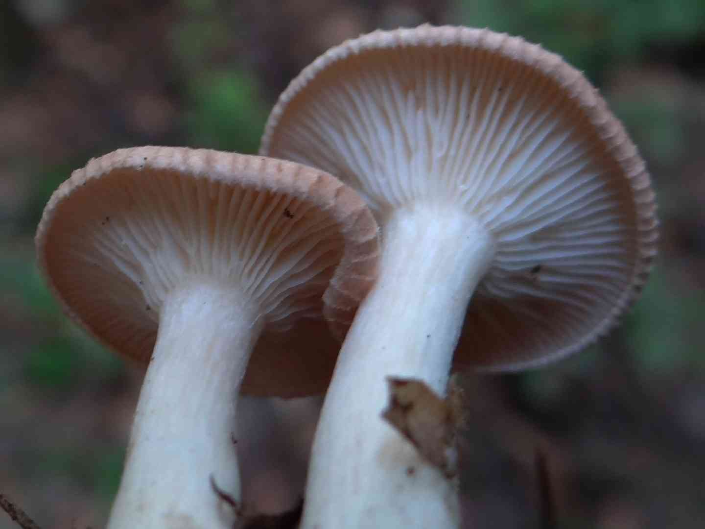 Clitocybe costata (Clitocybe costata) thumbnail 3