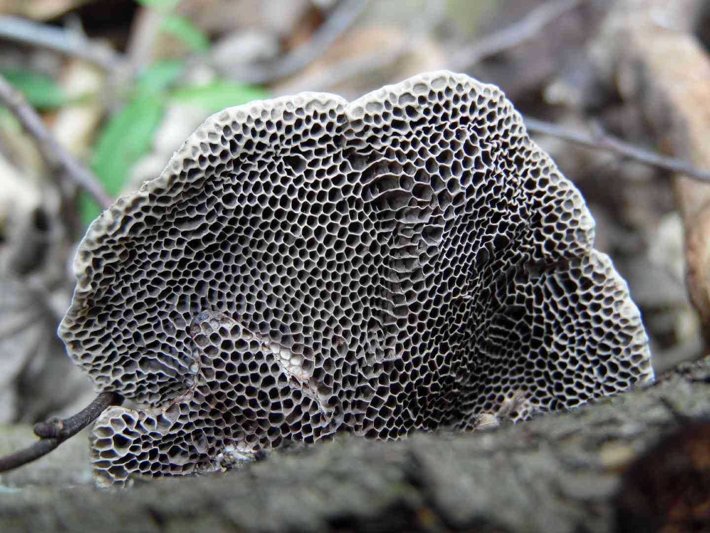 Hexagonia tenuis (Hexagonia tenuis) thumbnail 3