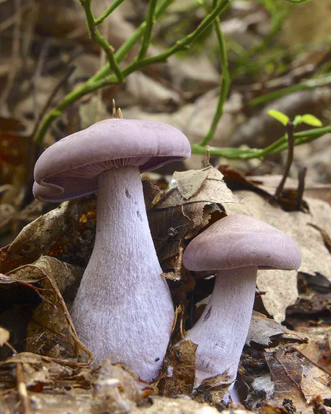 Blewit