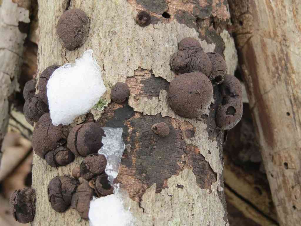 Carbon balls (Daldinia childiae) thumbnail 1