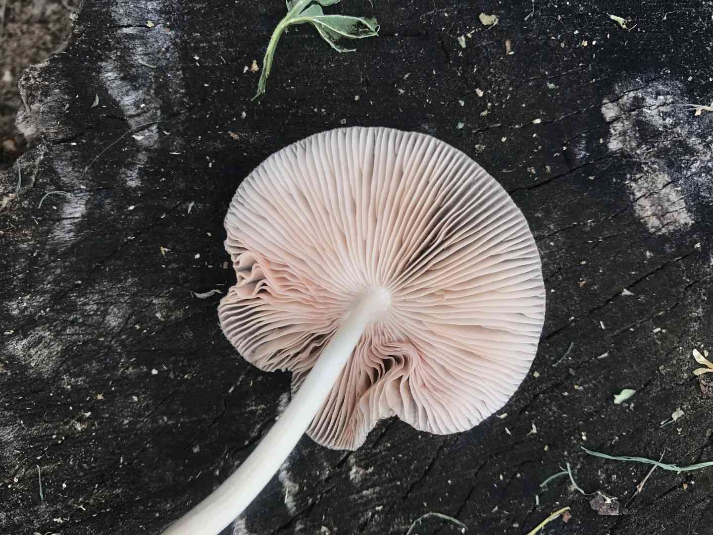 Pleated pluteus (Pluteus longistriatus) thumbnail 3