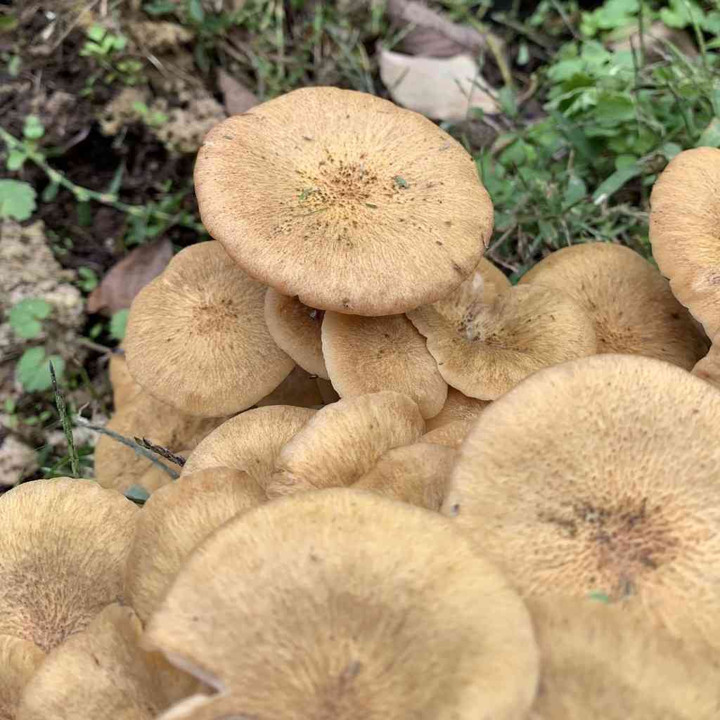 Ringless honey mushroom (Desarmillaria tabescens) thumbnail 2