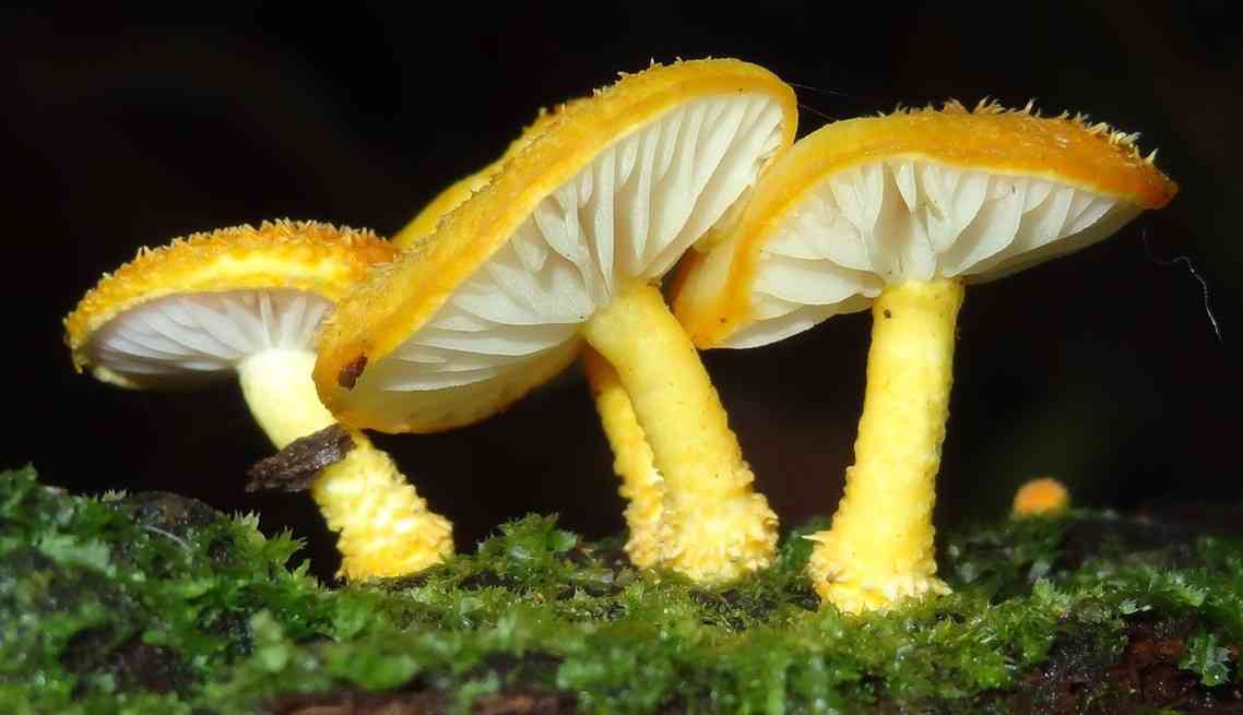 Golden scruffy collybia (Cyptotrama asprata) thumbnail 1