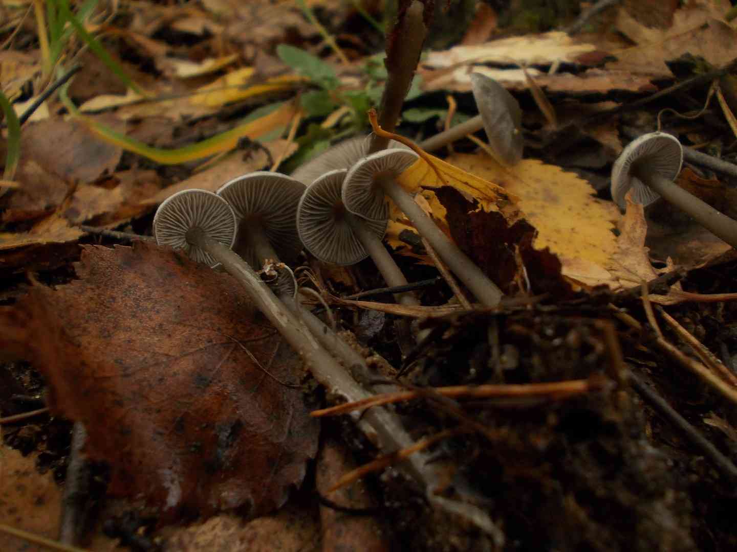 Rancid greyling (Tephrocybe rancida) thumbnail 3