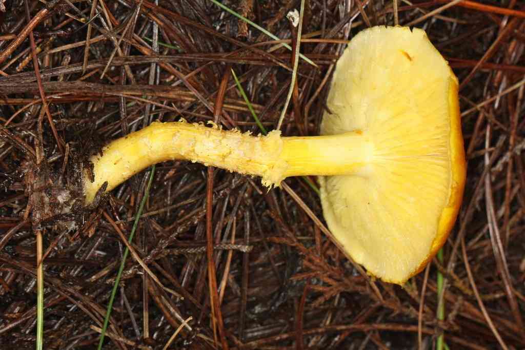 Floccularia luteovirens (Floccularia luteovirens) thumbnail 3