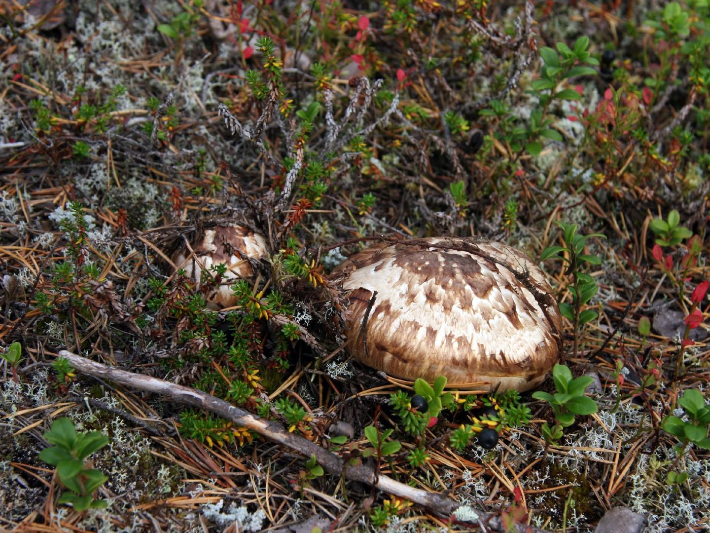 Matsutake thumbnail 2