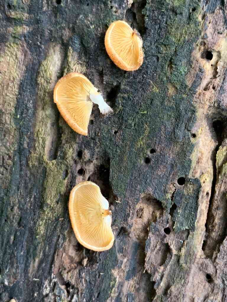 Saffron oysterling (Crepidotus crocophyllus) thumbnail 2