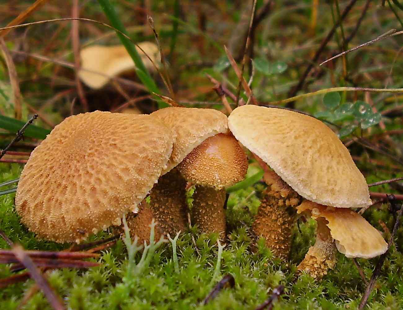 Earthy powdercap (Cystoderma amianthinum) thumbnail 3